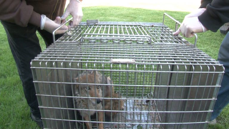 Trapped Coyote In Cage Coyote Management Solutions