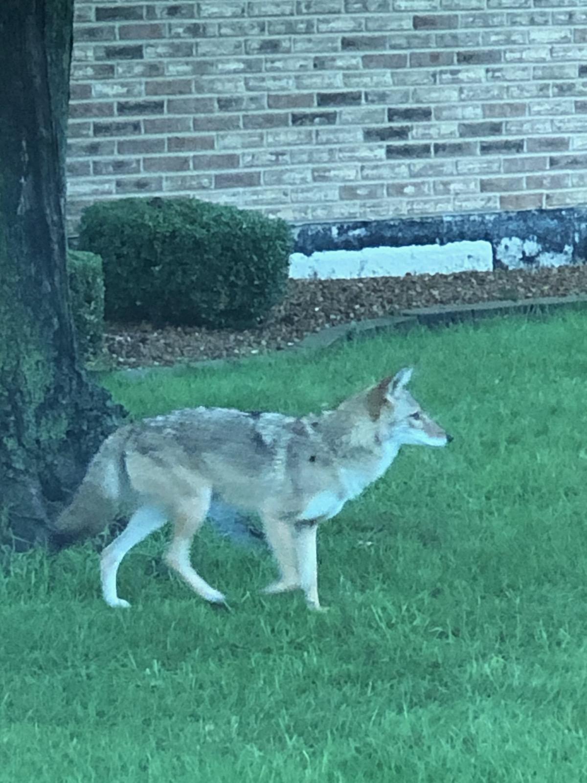 Successful Urban Coyote Management - Coyote Management Solutions